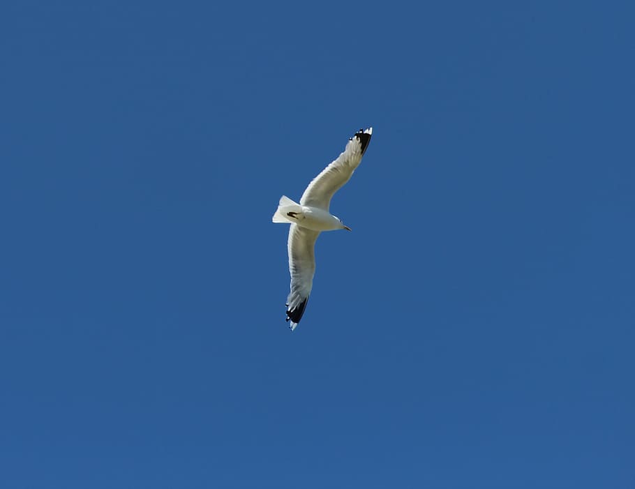 gull, gulls, fly, animals, birds, butterwort, wildlife photography HD wallpaper