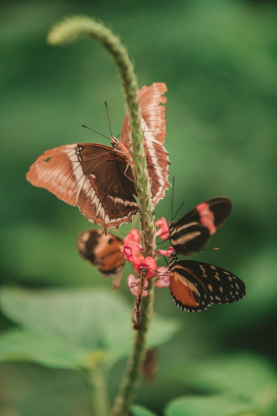 four butterflies on pink cluster flower in selective focus photography HD wallpaper