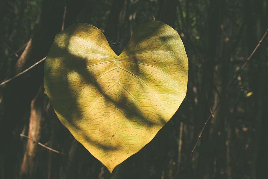 macro photo of brown ovale leaf plant, macro shot photography of green leaf HD wallpaper