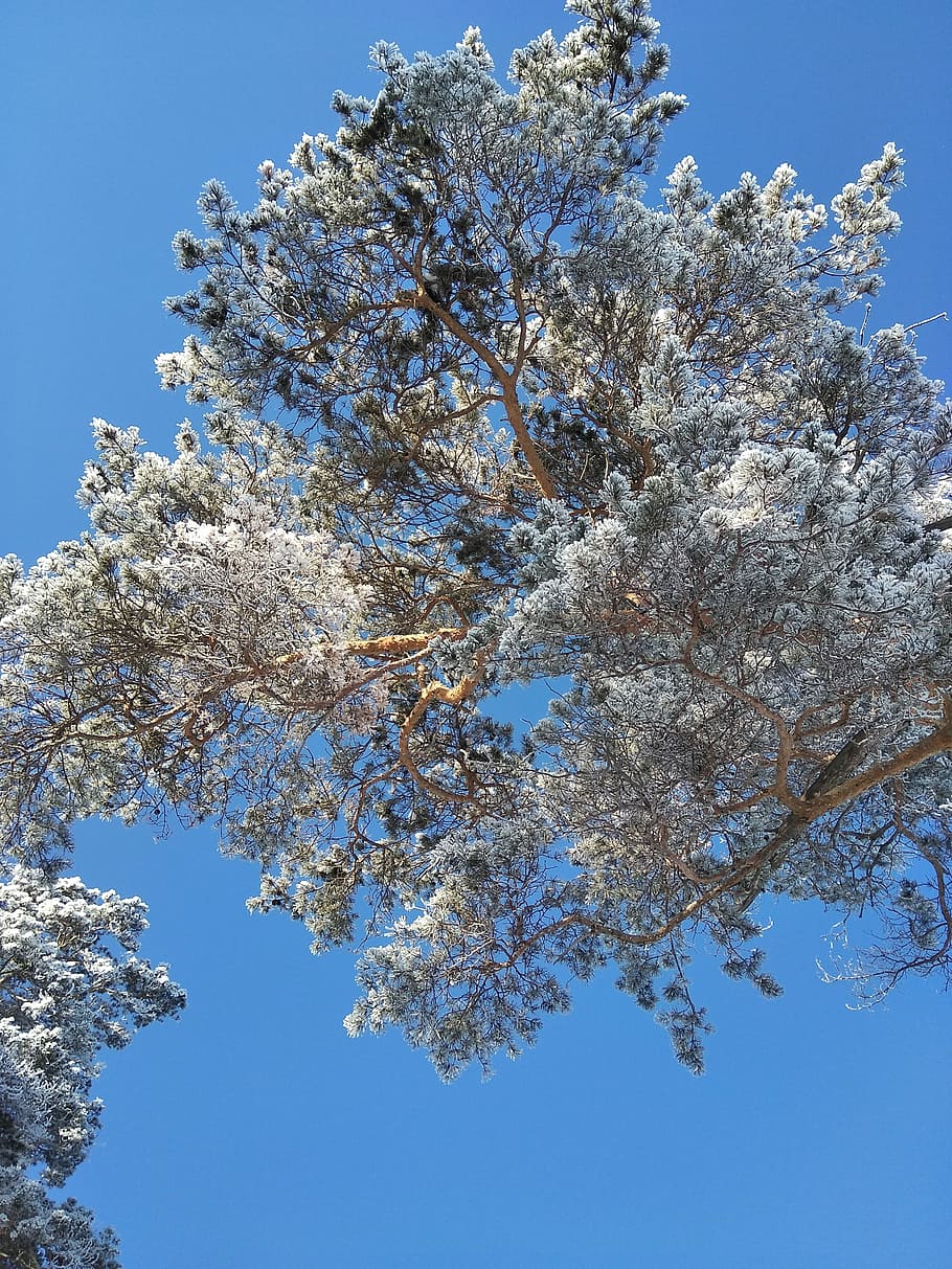 Pine, Winter, Winter, Forest, Tree, winter forest, nature, cold HD wallpaper