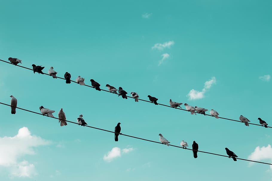 birds perching on wires, nature, pigeon, wild, natural, rest, HD wallpaper