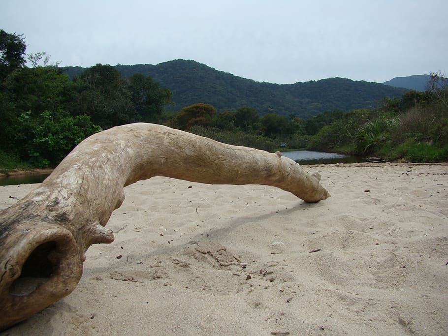 trunk, nature, beach, flying, mountain, day, tree, animal themes HD wallpaper