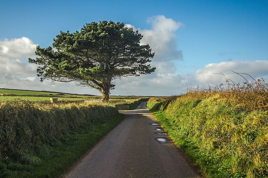 green tree under cloudy sky during daytime, gray, pathway, field HD wallpaper
