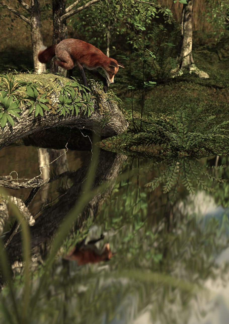 3D, Rendering, Computer Graphics, forest, animal, fuchs, mirroring HD wallpaper