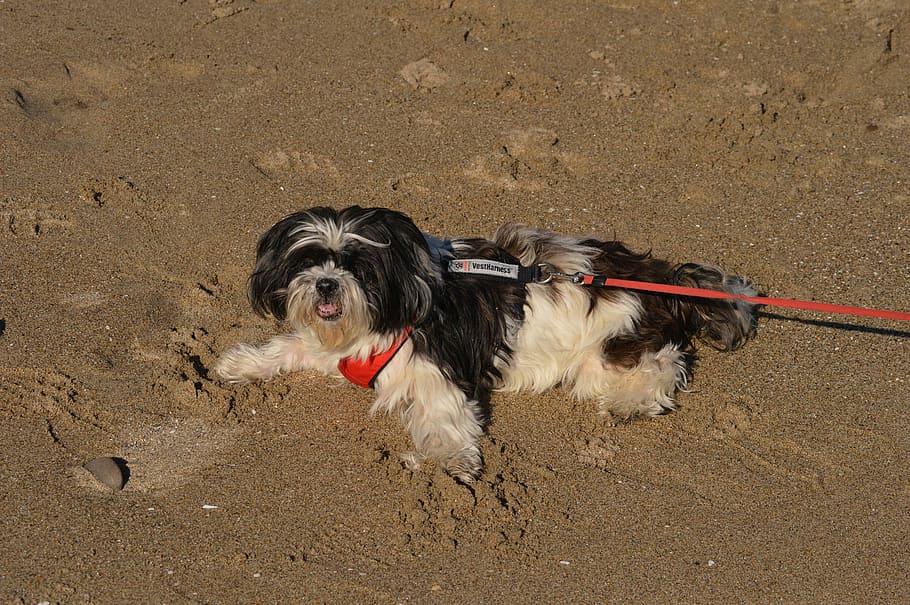 dog, beach, sand, ocean, cute, canine, fun, outdoor, play, male HD wallpaper
