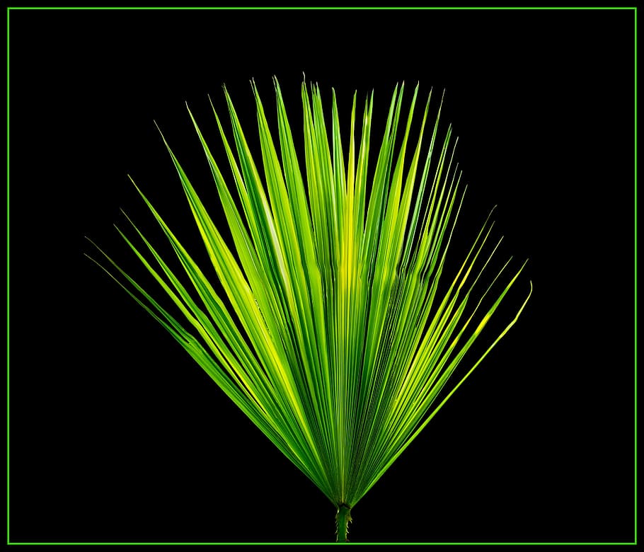 green fan palm leaf, new leaf, palm fronds, green Color, nature HD wallpaper