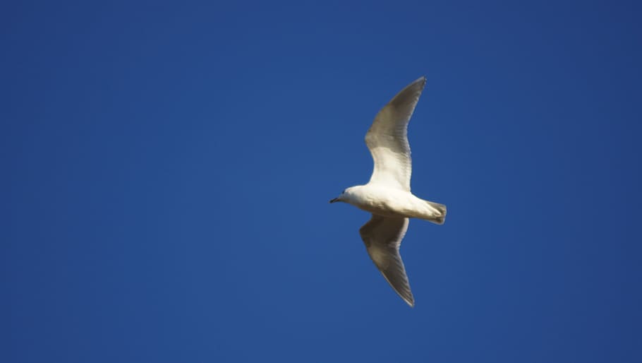 Seagull, Blue Sky, Bird, Fly, Wings, feather, wildlife, beak HD wallpaper