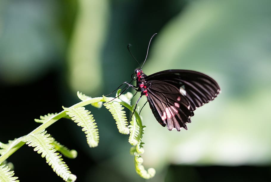 butterfly, insect, macro, nature, animal wildlife, animal themes HD wallpaper