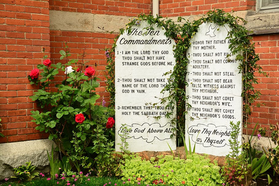 red petal flower, stone tablets, ten commandments, religion, rules, HD wallpaper