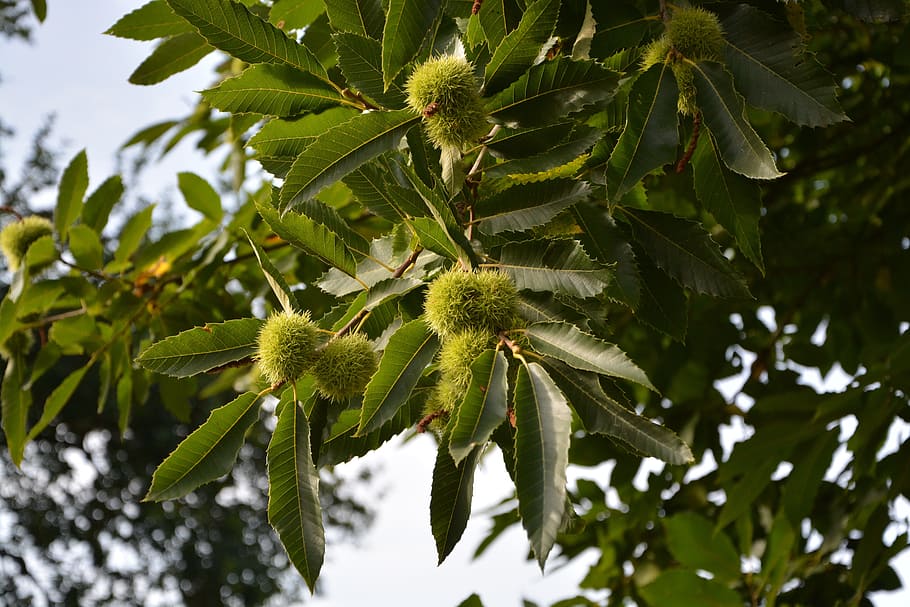 chestnut, bugs, chestnuts, green, spice, shell thorny, spicy, HD wallpaper