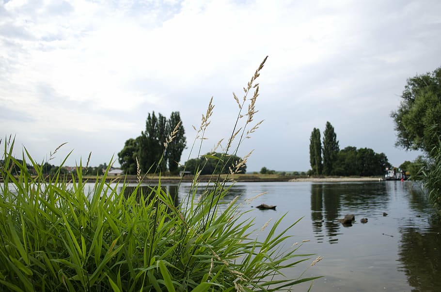 main, water, sky, trees, landscape, gün, scenic, reed, aquatic plant HD wallpaper