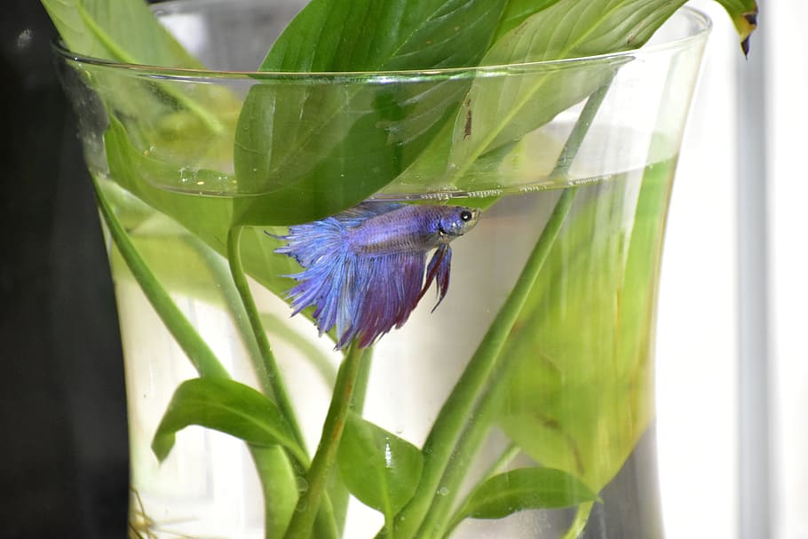 beta, fish, betta, animal, aquatic, tropical, colorful, animal themes HD wallpaper