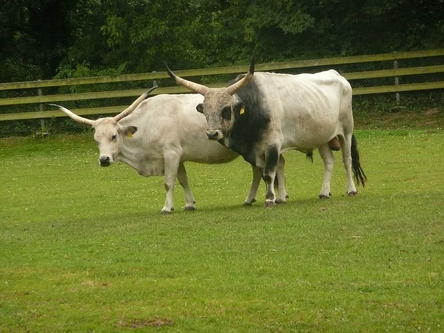 hungarian grey cattle, horns, sanfrancisco, freiburg, domestic animals, HD wallpaper