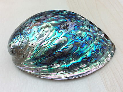 silver and blue ornament on top of gray surface, shell, sea HD wallpaper