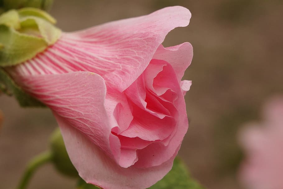 Flower, Plant, Mallow, nature, pink Color, close-up, petal, HD wallpaper