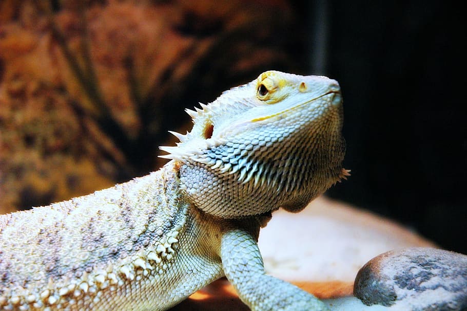 Lizard, Pet, Dragon, Bearded, one animal, reptile, animals in the wild HD wallpaper
