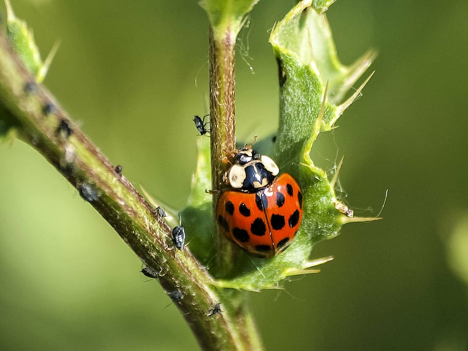 ladybug, beetle, insect, nature, animal, close-up, plant, red HD wallpaper