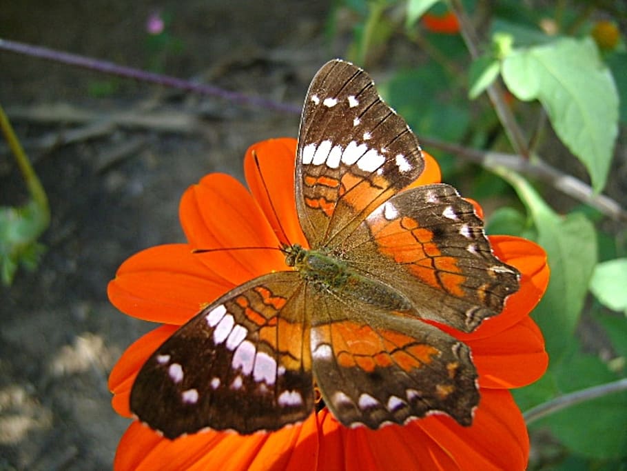 Butterfly, Flower, red, butterfly - insect, animals in the wild HD wallpaper