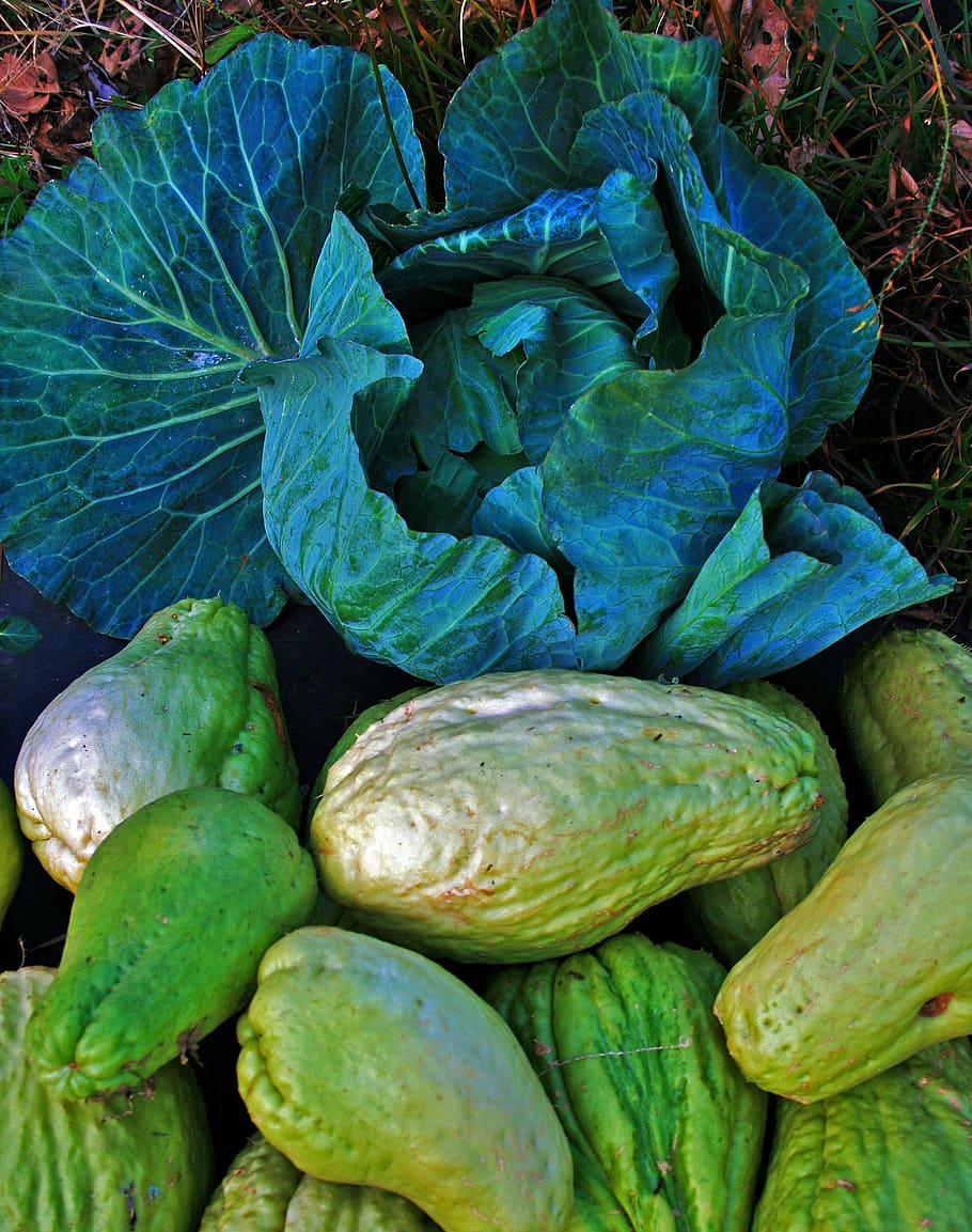 cabbage, head, shu-shu, squash, vine, vegetable, produce, food HD wallpaper