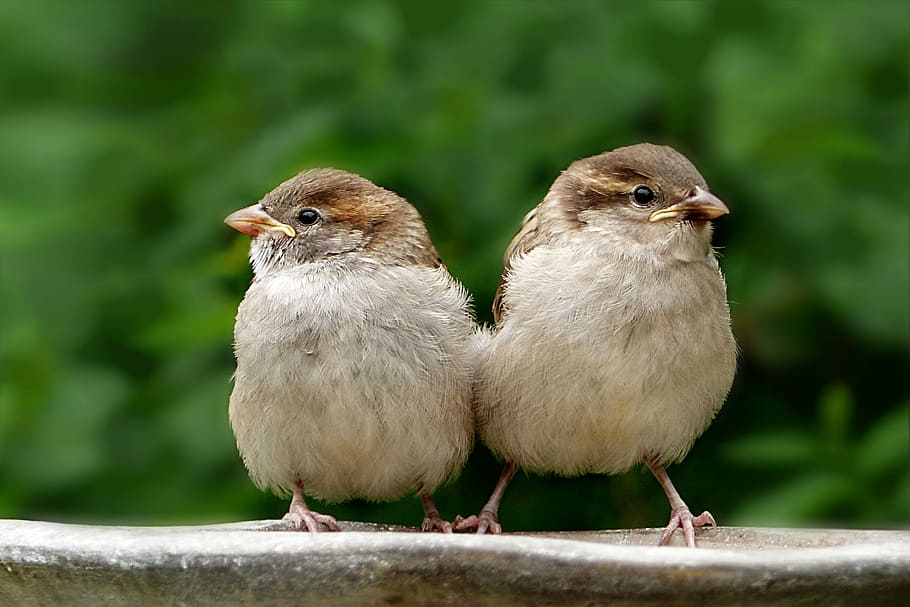 two brown birds on panel, animal, sparrow, sperling, passer domesticus, HD wallpaper