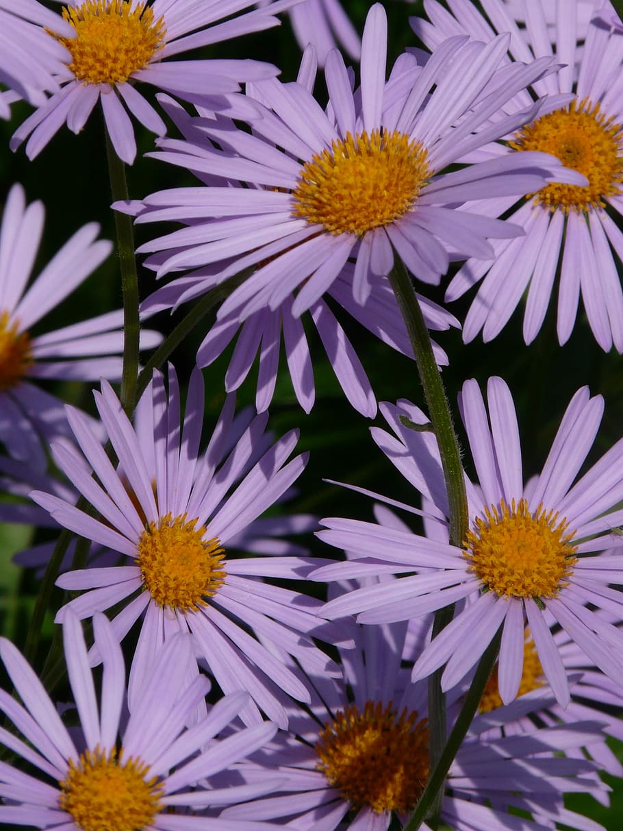Smooth, Leaf, Aster, smooth leaf aster, herbstaster, flower HD wallpaper