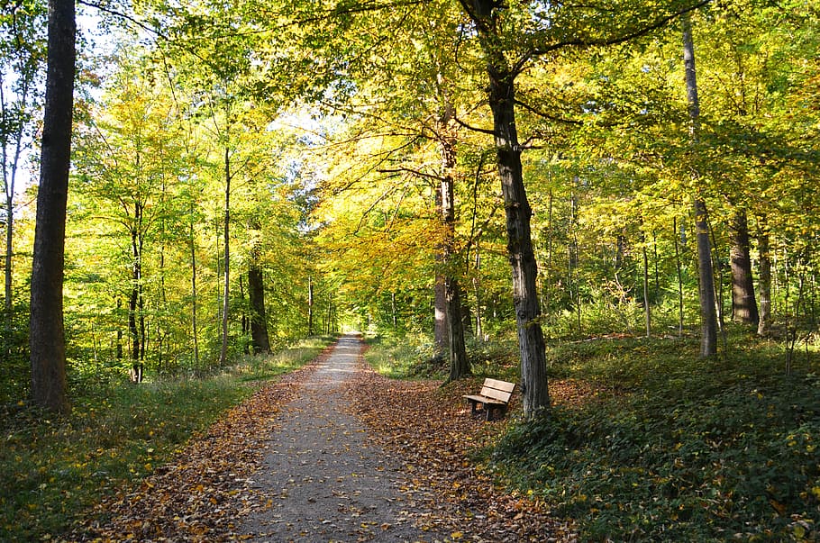 autumn, away, forest, bench, nature, trees, relaxation, fall foliage HD wallpaper
