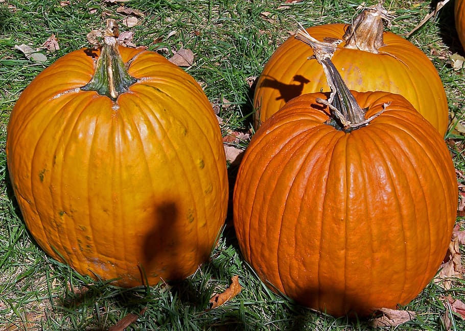 Pumpkins, Autumn, Fall, Halloween, Grass, lawn, day, no people HD wallpaper