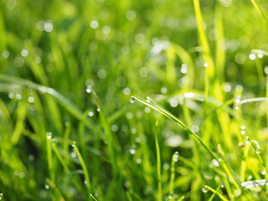 Dewdrop, Drip, Wet, Green, Meadow, Meadow, Grass, rush, morgentau HD wallpaper