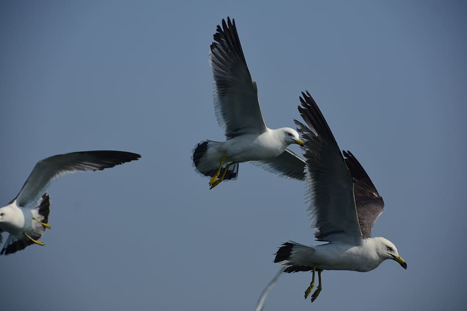 seagull, emergency, flight, sky, wing, new, flying, bird, animal wildlife HD wallpaper