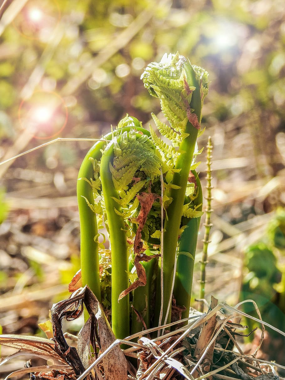fern, plant, nature, leaf, green, flora, natural, botany, botanical HD wallpaper