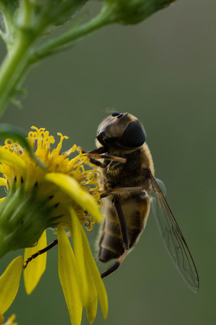 insect, nature, wildlife, wing, outdoors, bee, wasp, macro HD wallpaper