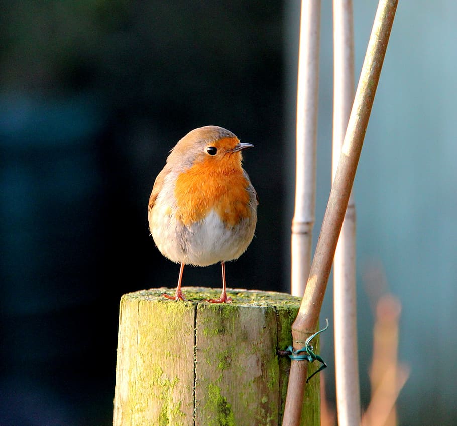 orange and white bird beside bamboo stick, robin, batman, lake district HD wallpaper