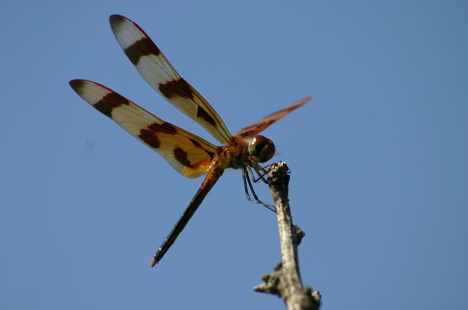 dragonfly perched on branch, insect, wings, large, blue, nature HD wallpaper