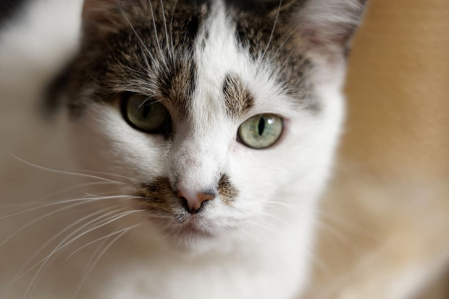 cat, kitten, fluffy, animal themes, mammal, one animal, domestic HD wallpaper