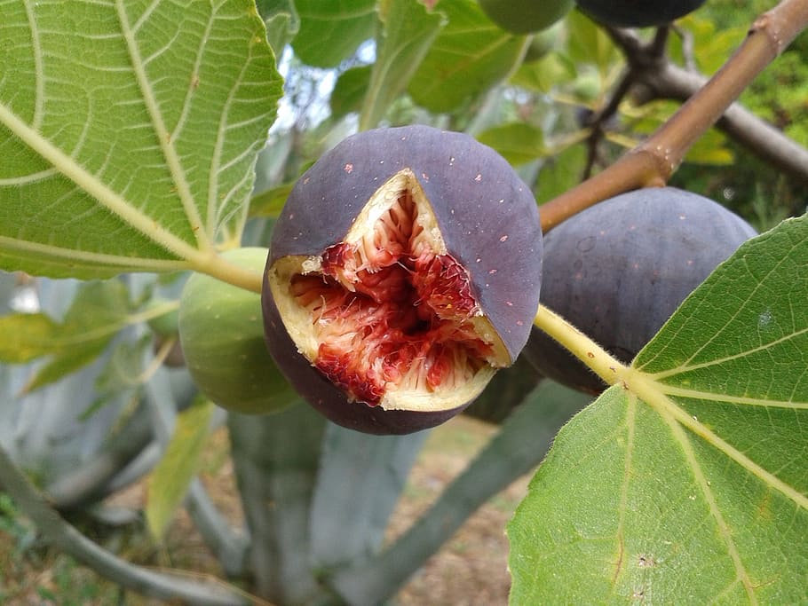 Fruit, Fig Tree, real coward, fruits, ripe, open, delicious