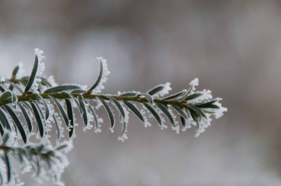 winter, ripe, branch, nature, zing, frozen, frost, branches HD wallpaper