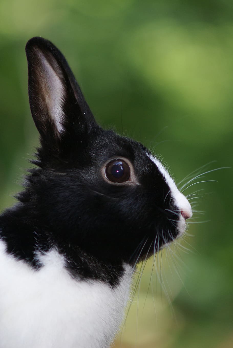 AT4263 | Black & White Bunny Toile Animal Print Rabbit Wallpaper