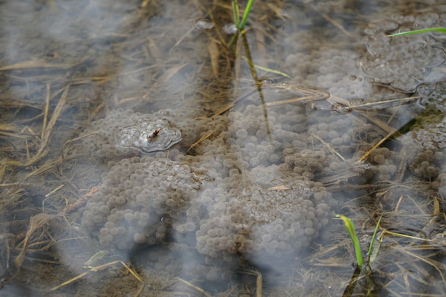 Frog, Amphibians, Egg, Spawn, Toad, Pond, swim, water creature HD wallpaper