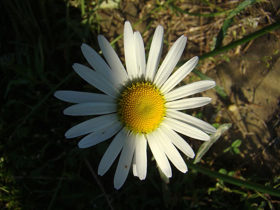 Daisy, Flower, Midsummer, Nature, white, plants, bed, green Color HD wallpaper