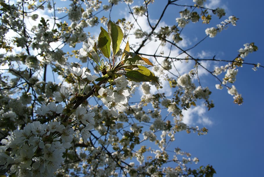 cherry, flowers, tree, sky, spring, flowering, white, orchard HD wallpaper