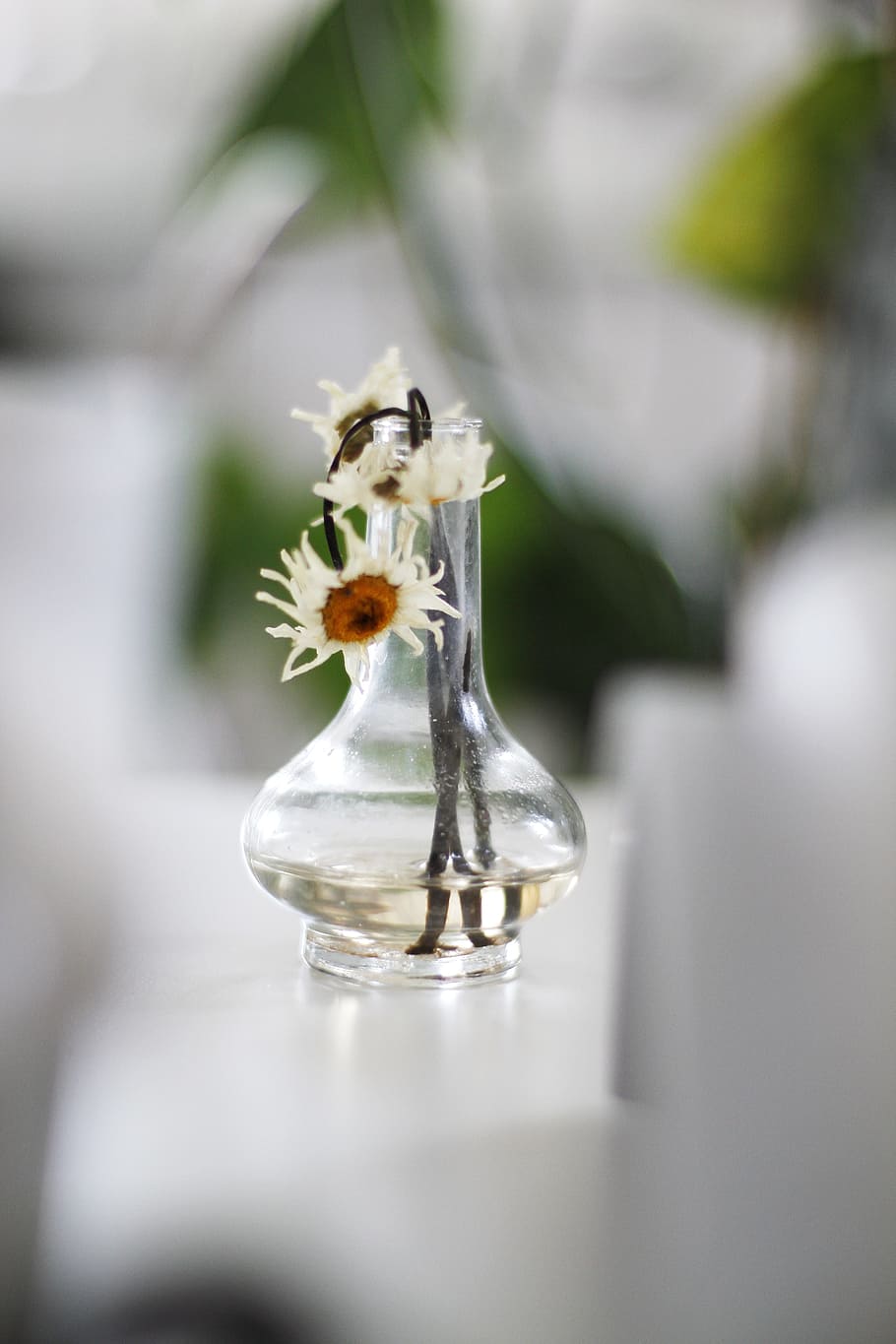 change, flower, withered, flowering plant, selective focus HD wallpaper