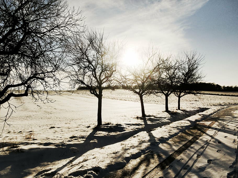 winter, landscape, snow, trees, cold, sky, bare tree, sunlight HD wallpaper