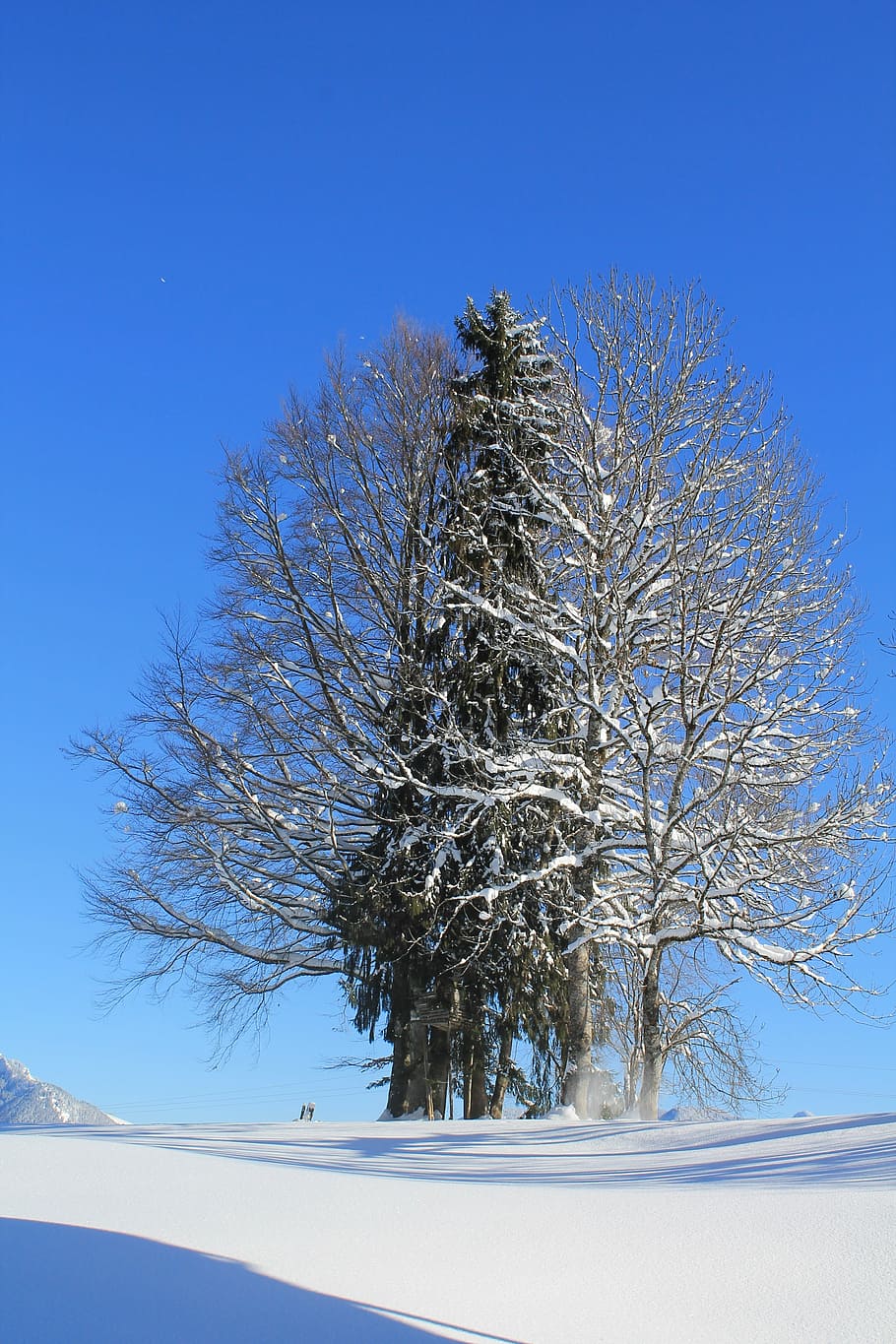 winter, landscape, tree, snow, cold temperature, sky, plant HD wallpaper