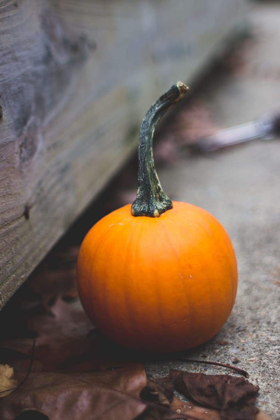 autumn, fall, halloween, pumpkin, food and drink, healthy eating HD wallpaper