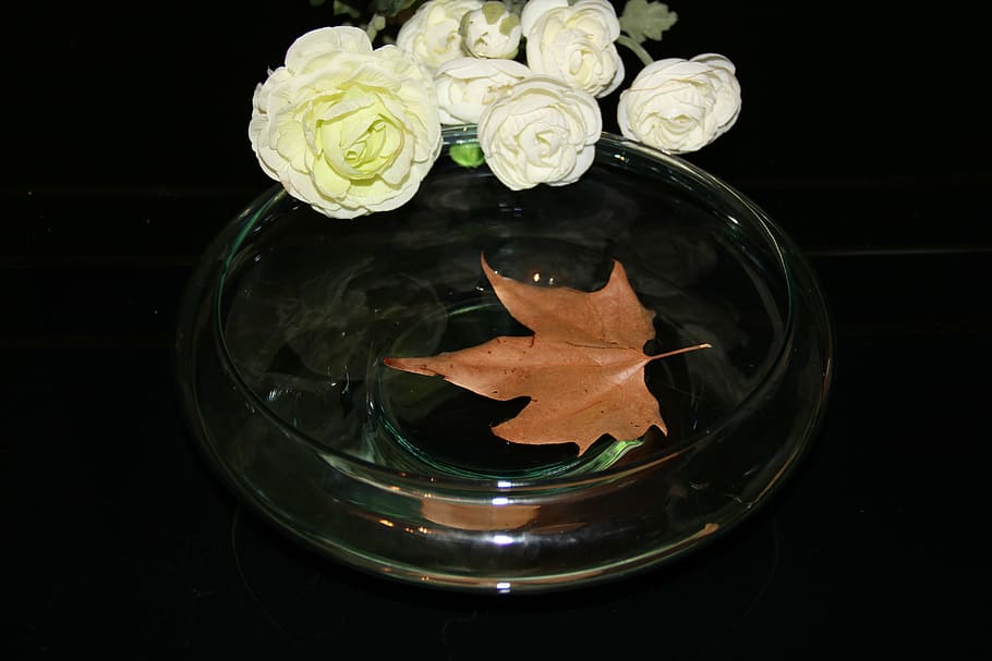 shell, herbsblatt, shells, leaf, sheet in the water, fall leaves HD wallpaper