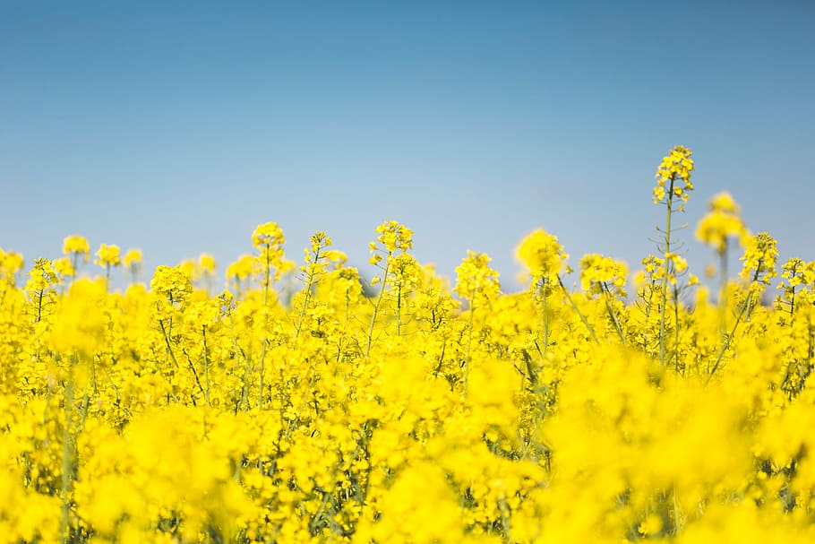 Blooming Canola Rapeseed Field, blooms, cloudless, farming, fields