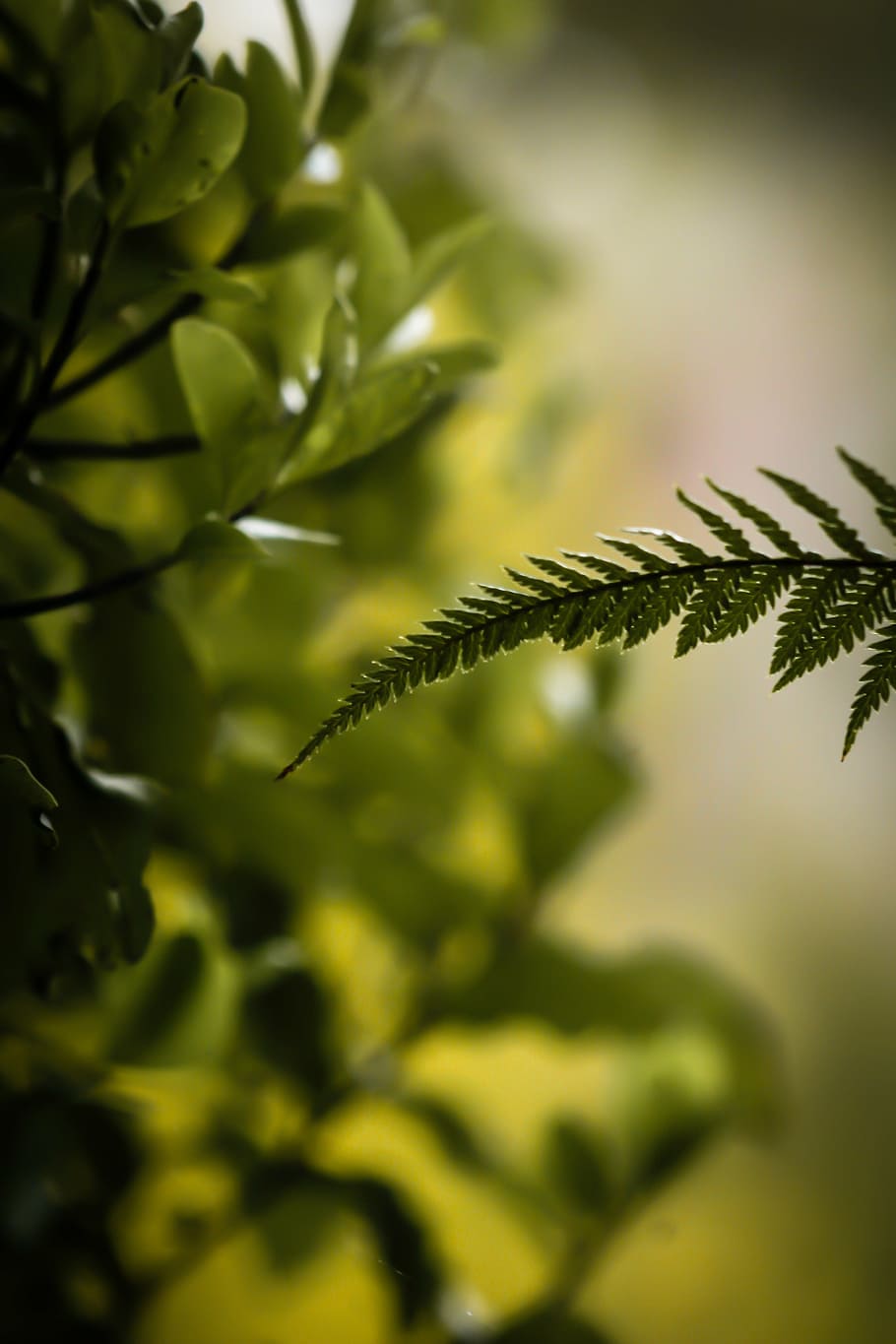 shallow focus of green leaf, arty, background, blurred background