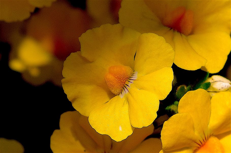flower, yellow, macro, bloom, spring, floral, nature, blooming HD wallpaper