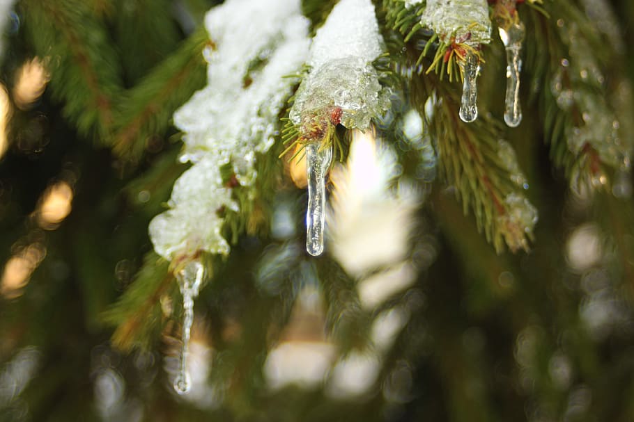 ice, snow, tree, pine, close up, frost, winter, cold, snowfall HD wallpaper