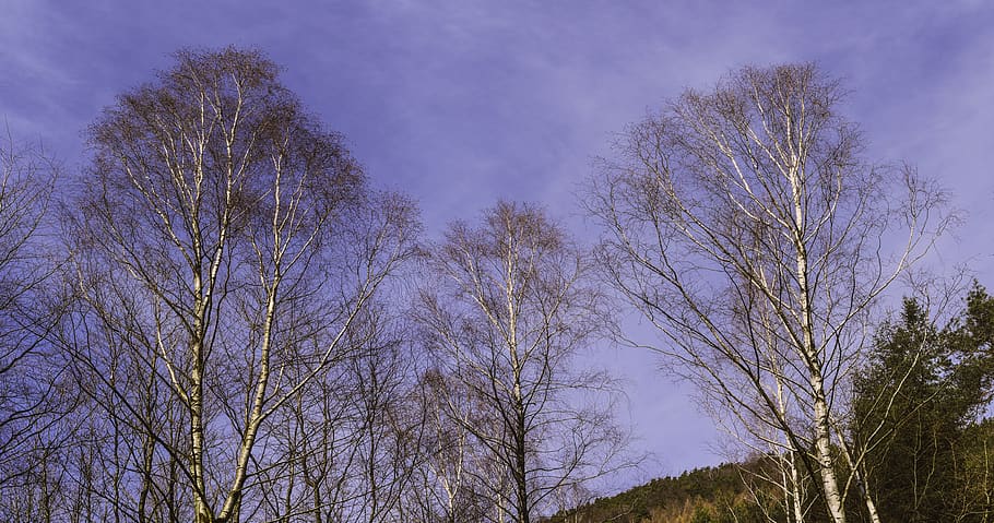 birch, sky, spring, panorama, wallpaper, forest, palatinate forest HD wallpaper